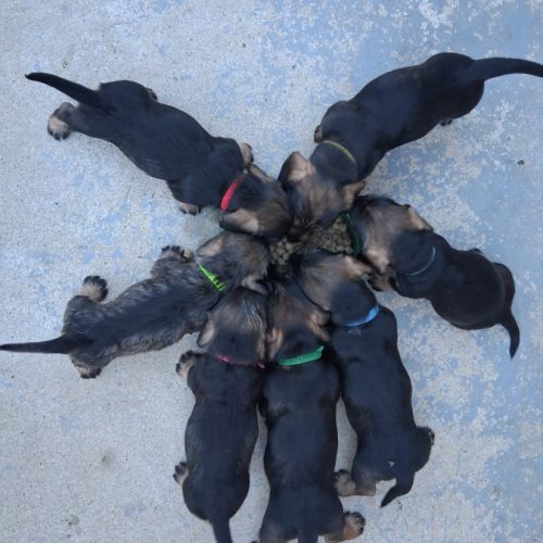Chiots teckel a poil dur standard lof sanglier #5
