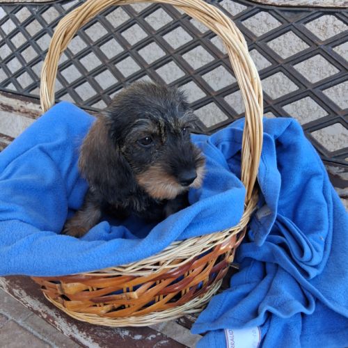 Chiots teckel a poil dur standard lof sanglier #2