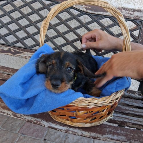 Chiots teckel a poil dur standard lof sanglier #4