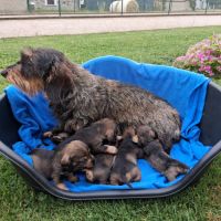 Chiots teckel a poil dur standard lof sanglier #1