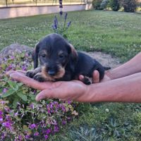 Chiots teckel a poil dur standard lof sanglier