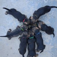 Chiots teckel a poil dur standard lof sanglier #5
