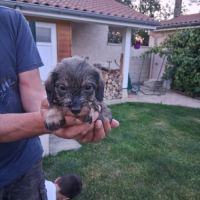Chiots teckel a poil dur standard lof sanglier #6