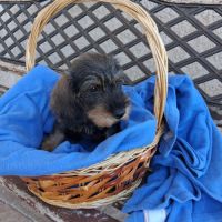 Chiots teckel a poil dur standard lof sanglier #2