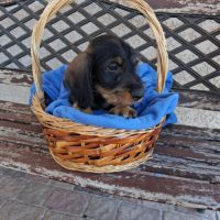 Chiots teckel a poil dur standard lof sanglier