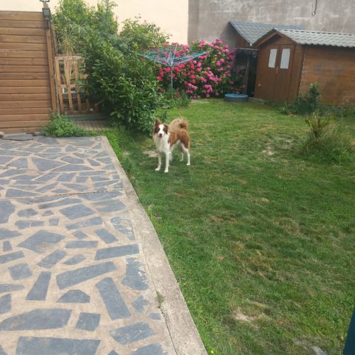 Donne chien male 15 mois #0