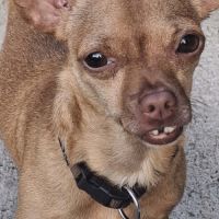 Coco, le petit chien attachant #1