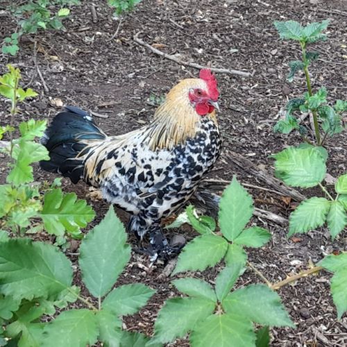 Poule et coq sabelpoot