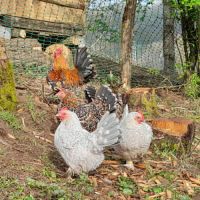 Poule et coq sabelpoot #1