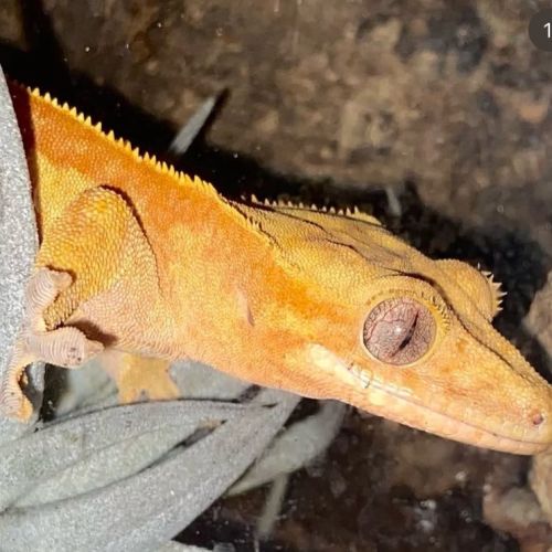 Geckos à crête femelle