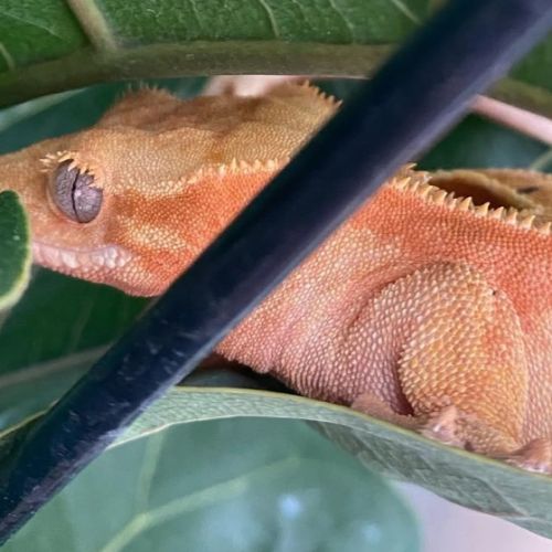 Geckos à crête femelle #3