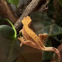 Geckos à crête femelle #2