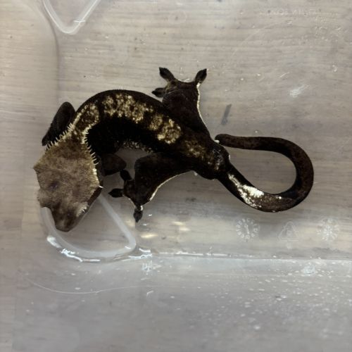Gecko à crête male