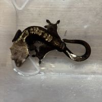 Gecko à crête male
