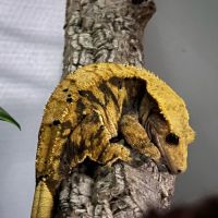 Gecko à crête