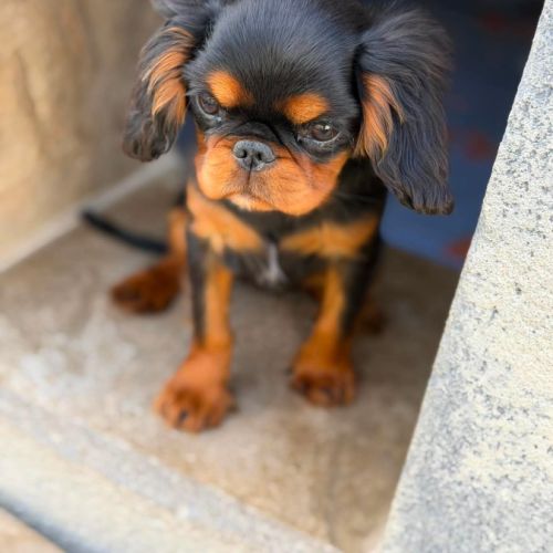 Epagneul king charles #1