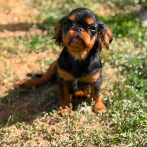 Epagneul king charles #0