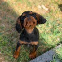 Epagneul king charles #2