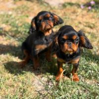 Epagneul king charles #3