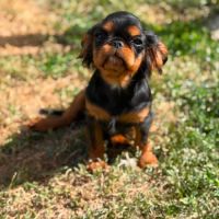 Epagneul king charles