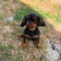 Epagneul king charles #6