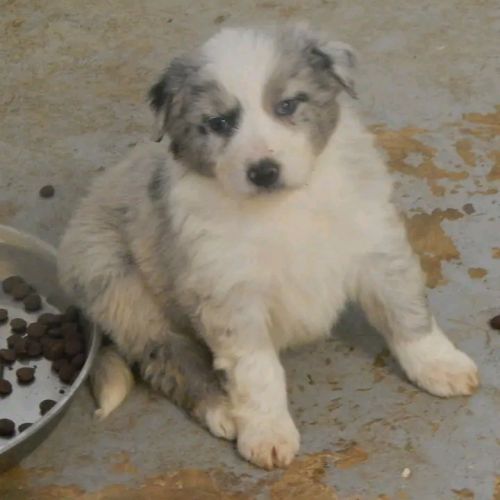 Chiots berger australien #1
