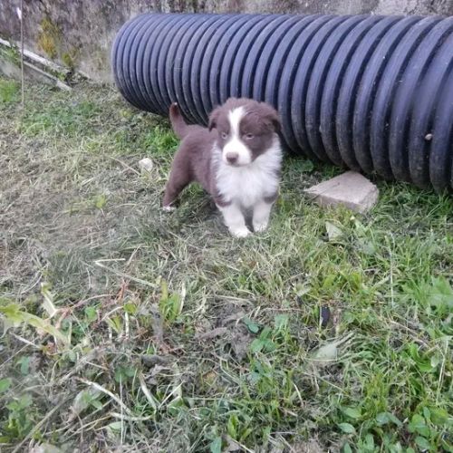 Chiots berger australien #2