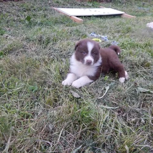 Chiots berger australien #3