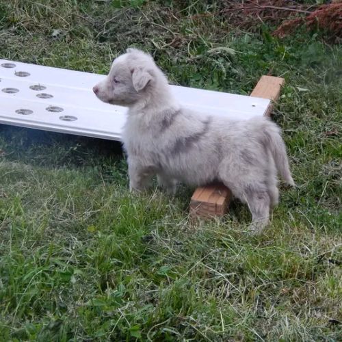Chiots berger australien #4