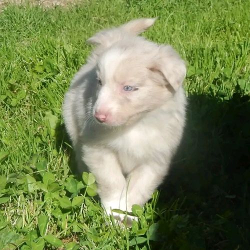 Chiots berger australien #5