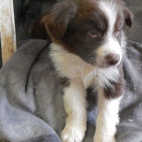 Chiots berger australien #6