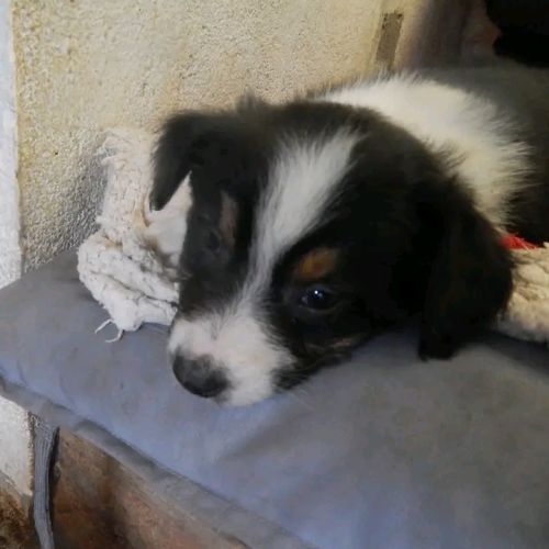 Chiots berger australien #7