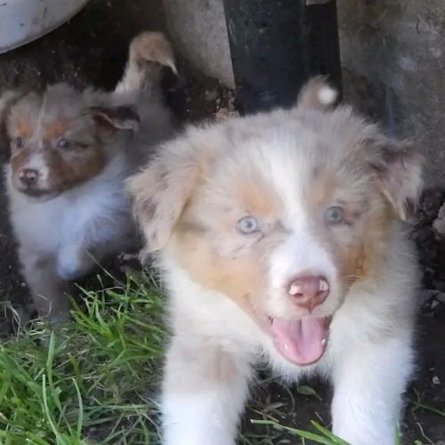 Chiots berger australien