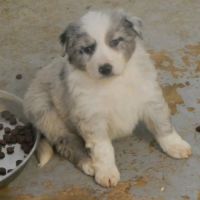Chiots berger australien #1