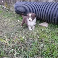 Chiots berger australien #2