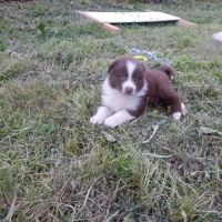 Chiots berger australien #3