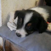 Chiots berger australien #7