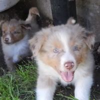 Chiots berger australien #0