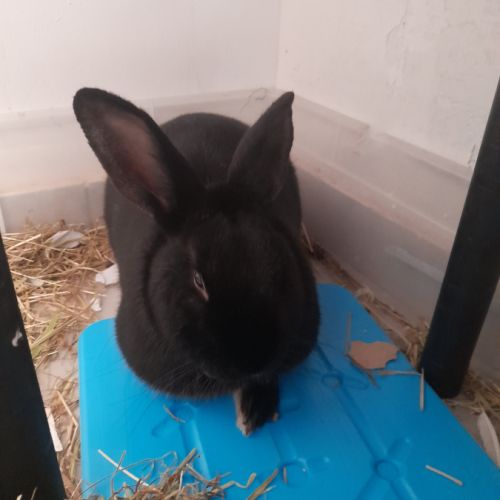 Vends lapin mâle 2 ans + pellet de 10kg