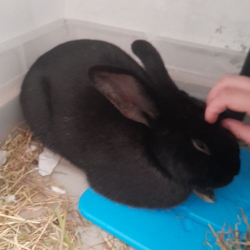 Vends lapin mâle 2 ans + pellet de 10kg #2