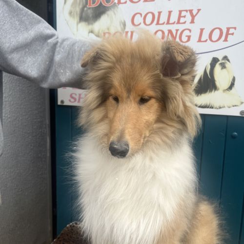 Chiot mâle colley poil long( lassie) #1