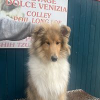 Chiot mâle colley poil long( lassie) #2