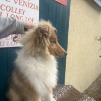 Chiot mâle colley poil long( lassie) #3
