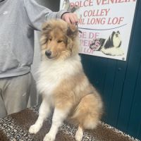 Chiot mâle colley poil long( lassie) #4