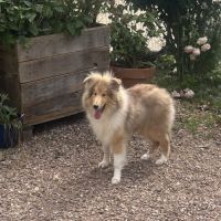 Chiot mâle colley poil long( lassie)