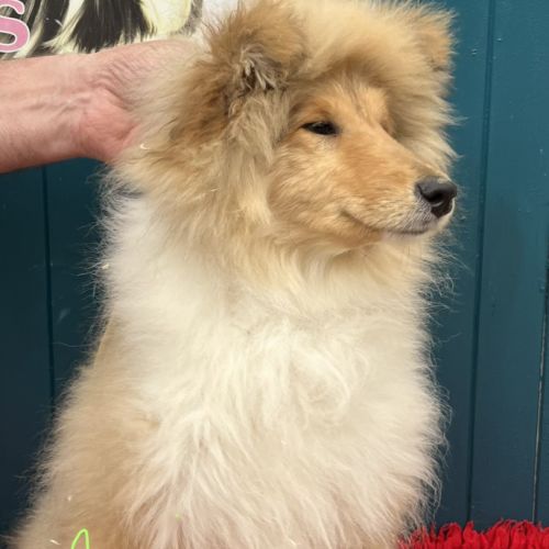 Chiot femelle poil long (lassie) #0