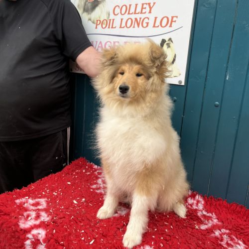 Chiot femelle poil long (lassie) #2