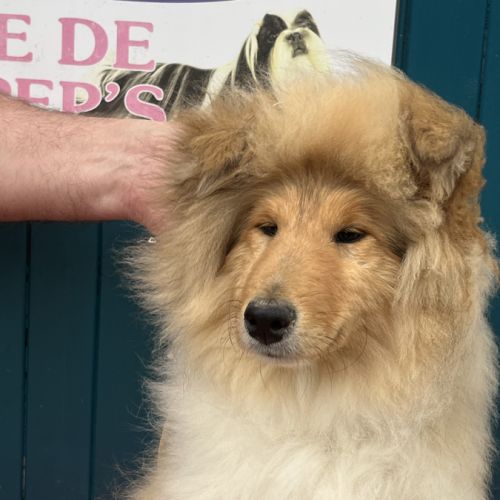 Chiot femelle poil long (lassie) #3