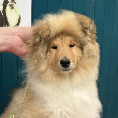 Chiot femelle poil long (lassie) #4