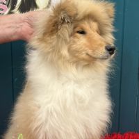 Chiot femelle poil long (lassie)